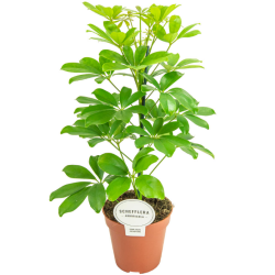 Schefflera variées pot de...