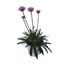 Armeria pseudarmeria vivace...