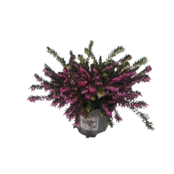 Bruyère Darley vivace pot...