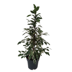 Ficus Twilight panaché pot...