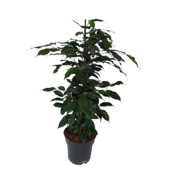 Ficus Danielle pot 17 cm
