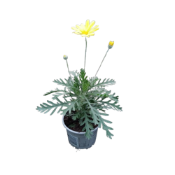Euryops silverstar pot de...