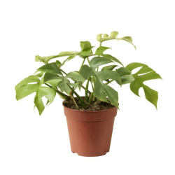 Rhaphidophora Tetrasperma...