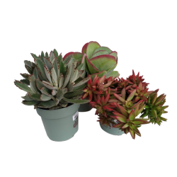 Kalanchoe succulente...