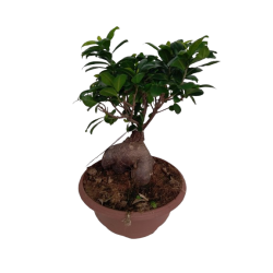 Ficus Ginseng 1000 GR coupe...