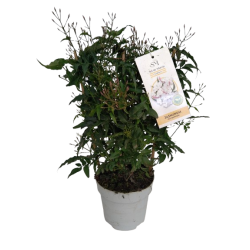 Jasmin polyanthum Espalier...