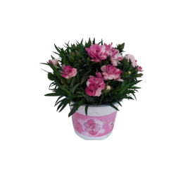 Oeillet Sprint pink and...