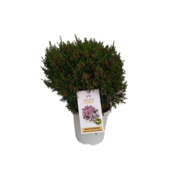 Wax flower pot de 20 cm