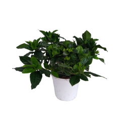 Gardenia touffe pot de 17 cm