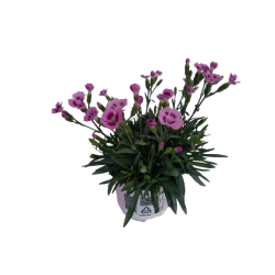 Oeillet Pink Kiss Ø 10,5 cm