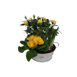 Composition extérieure...