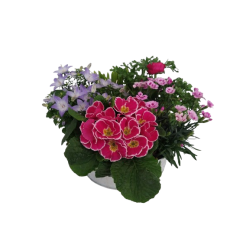 Composition extérieure...