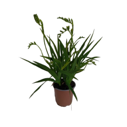 Freesia pot de 14-15 cm