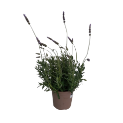 Lavande dentata Ø 17 cm