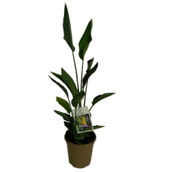 Strelitzia "Mandela's Gold"...