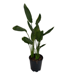 Strelitzia ou Oiseau du...