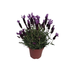 Lavande papillon stoechas...