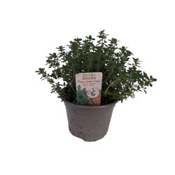 Thym citron Ø 10.5 cm