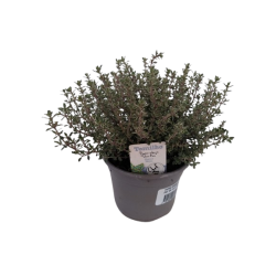 Thym commun Ø 10,5 cm
