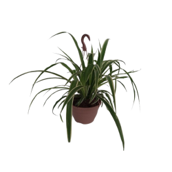 Chlorophytum suspension pot...