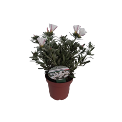 Convolvulus Cneorum pot de...
