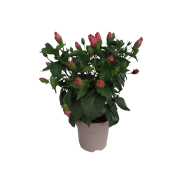 Hibiscus pot de 19 cm