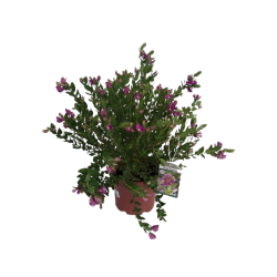 Polygala touffe pot de 19 cm