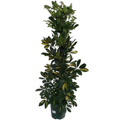 Schefflera Panaché Dalton...
