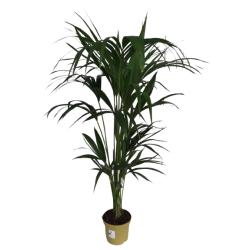 Kentia Howea Forsteriana...