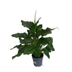 Arum / Calla blanc pot de...