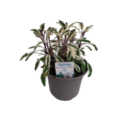 Sauge officinale panaché Ø...