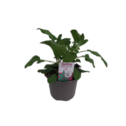 Sauge officinale verte Ø...