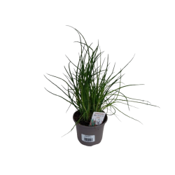 Ciboulette pot de 10.5 cm