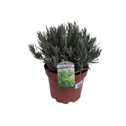 Lavande angustifolia pot de...