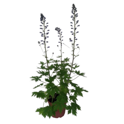 Delphinium pot de 21 cm