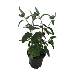 Phlomis Le Sud ou Sauge de...