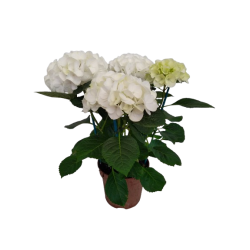 Hortensia Ø 14-15 cm 3/5...