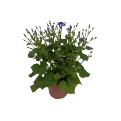 Cinéraire Senetti pot de 17 cm