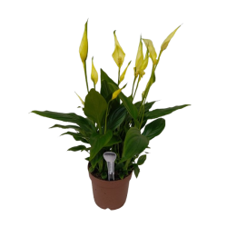 Spathiphyllum Make-upz...