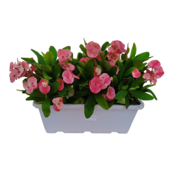 Euphorbia milii Charlotte...