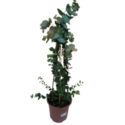 Eucalyptus Silver Dollar...