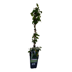 Chèvrefeuille pot de 15 cm