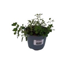 Thym Serpolet pot de 10,5 cm