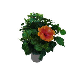 Hibiscus pot de 14 cm