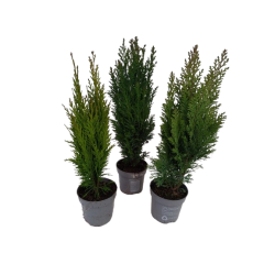 Sapin Conifère variés pot...