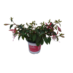 Fuchsia pot de Ø 10.5 cm