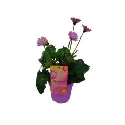 Gerbera garvinea vivace pot...