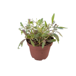 Gaura vivace pot de 21 cm