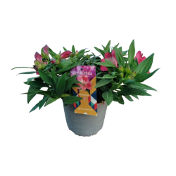 Alstroemère court vivace...