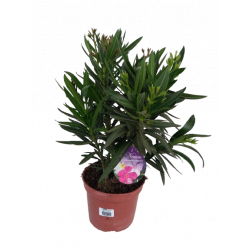 Laurier tricolore pot de 19 cm